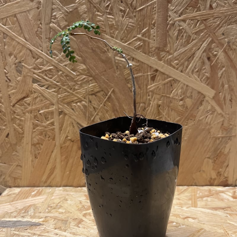 オペルクリカリア パキプス 実生 | GREEN LUCK