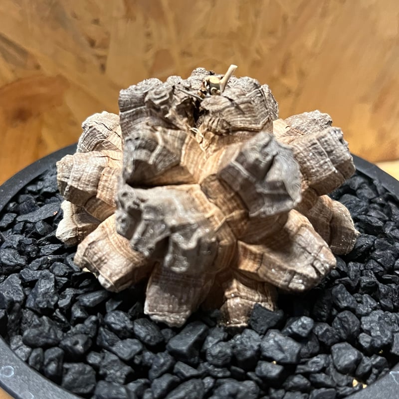 亀甲竜 ディオスコレア エレファンティペス | GREEN LUCK