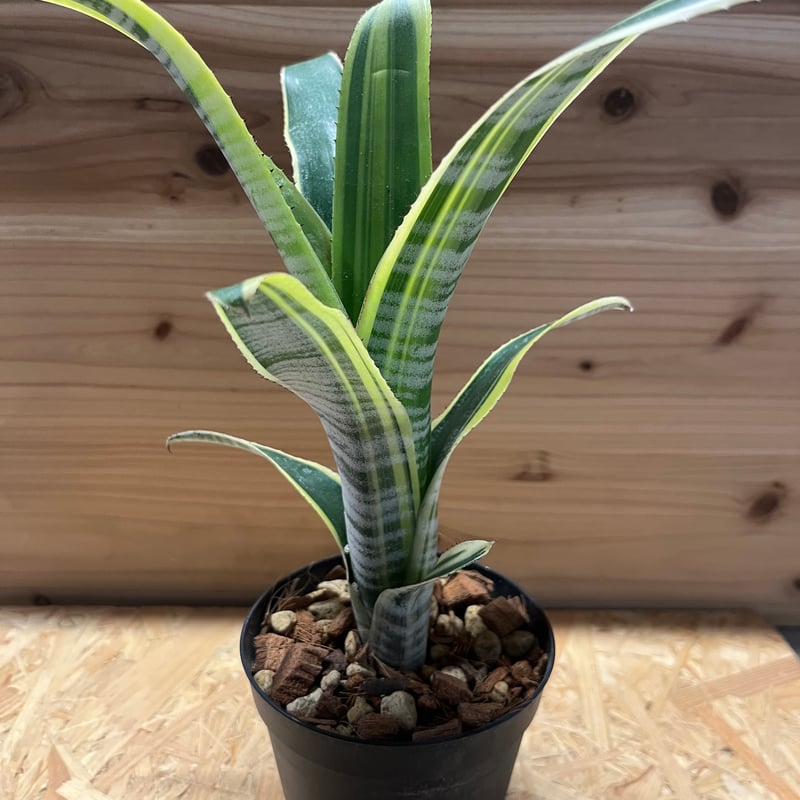 ビルベルギア ビッタータ ラルフグラハムフレンチ | GREEN LUCK