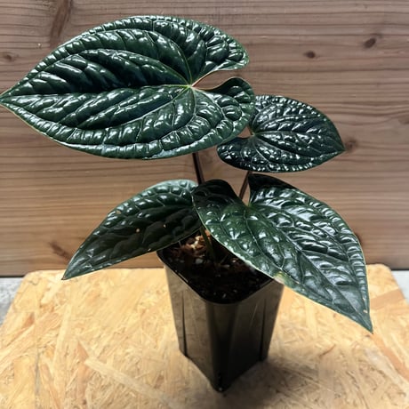 アンスリウム | STORES