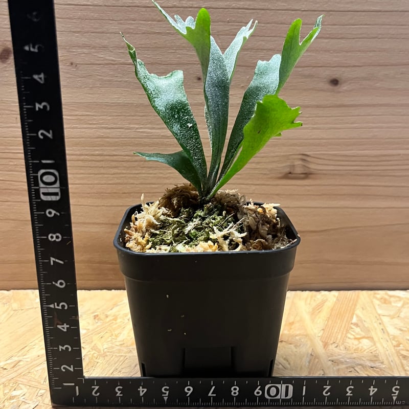 ビカクシダ シュプール | GREEN LUCK