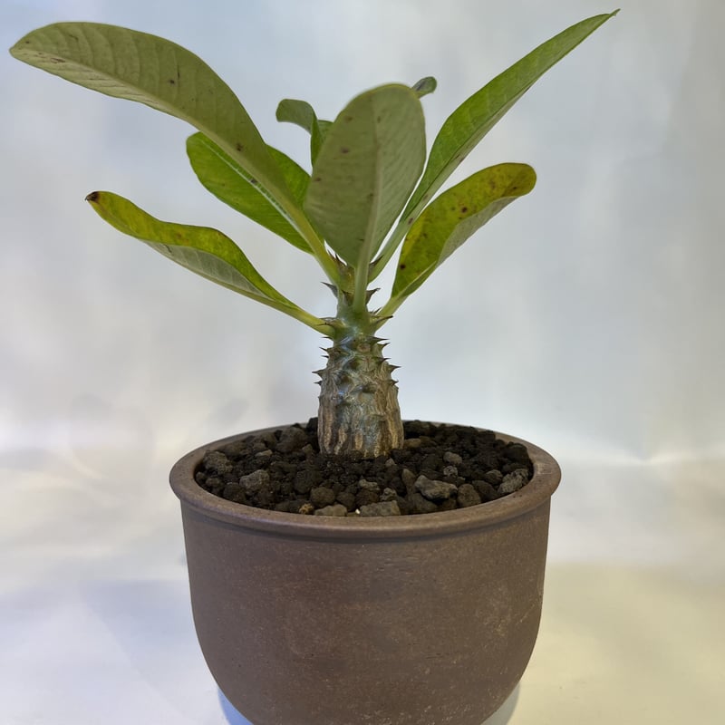 パキポディウム ウィンゾリー×伝市鉢 | GREEN LUCK