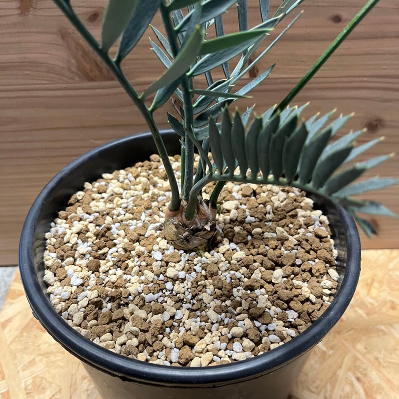 エンセファラルトス レーマニー | GREEN LUCK