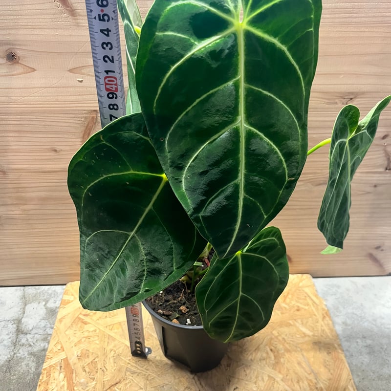 アンスリウム レガレ | GREEN LUCK