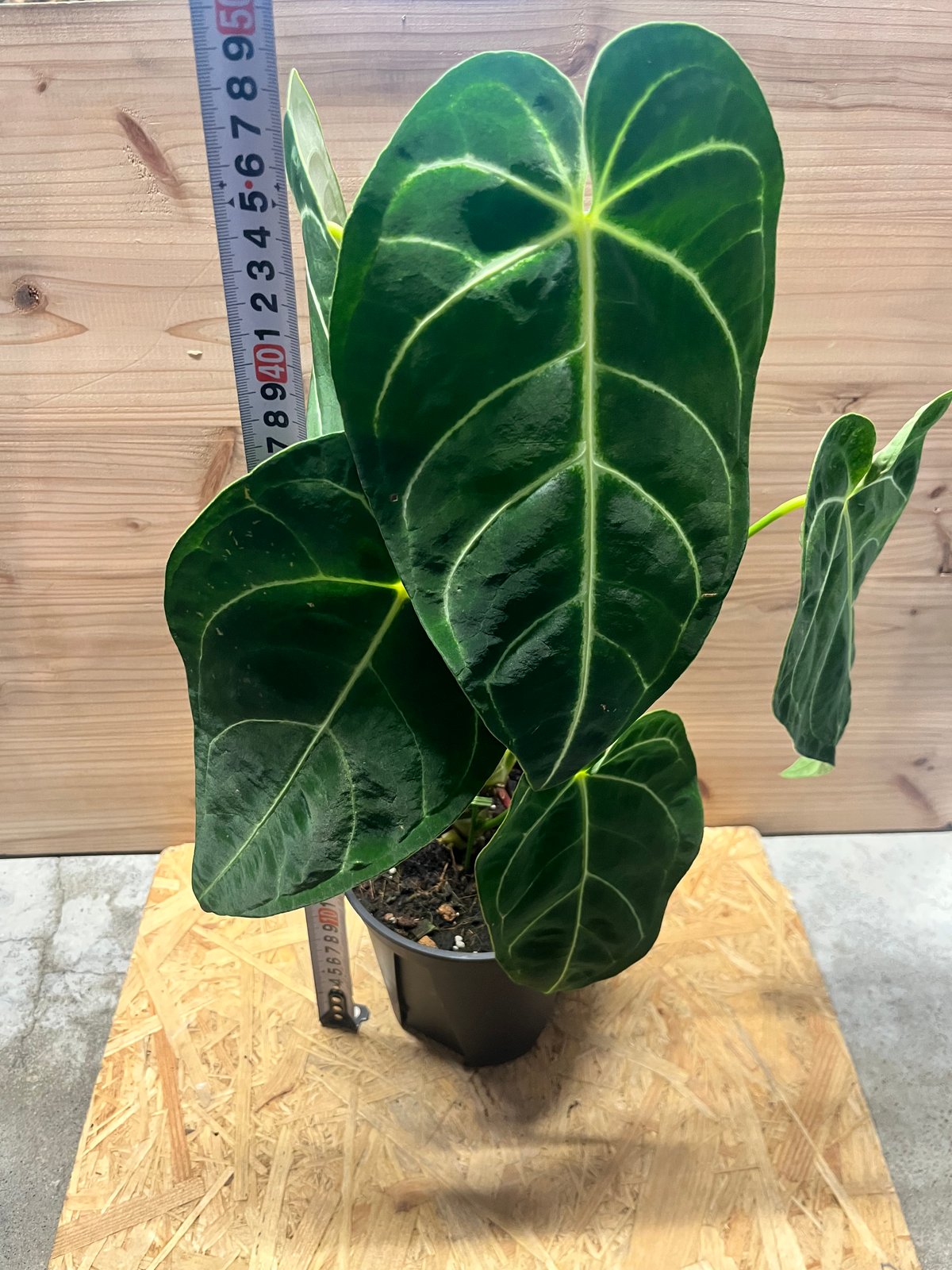 アンスリウム レガレ | GREEN LUCK