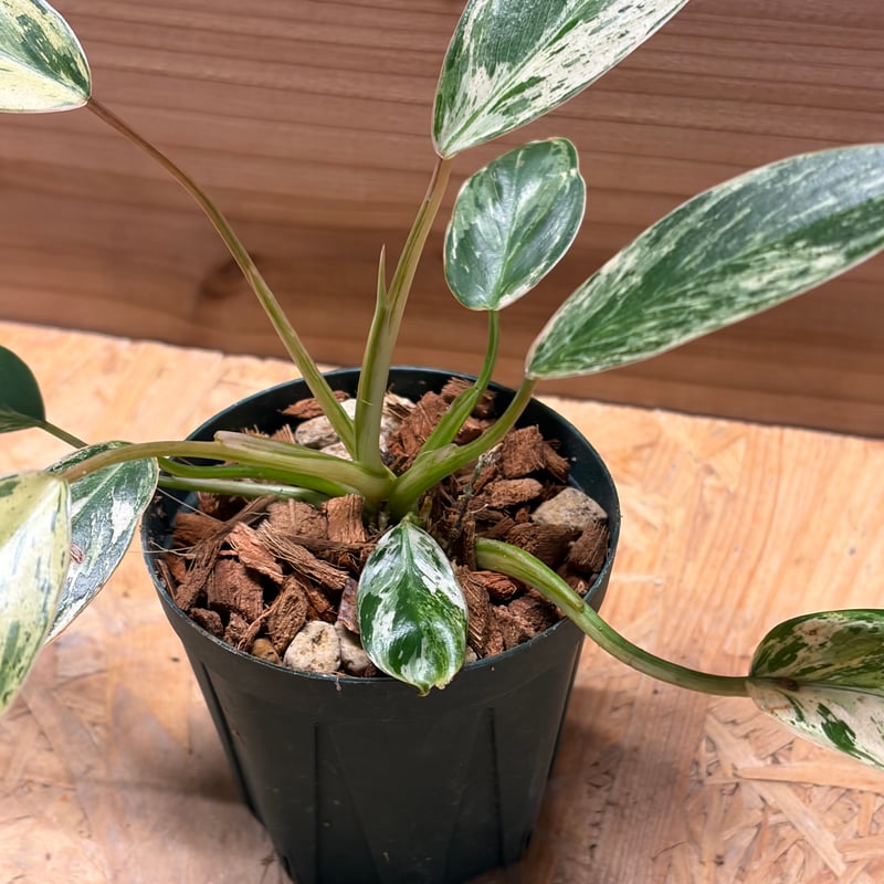 フィロデンドロン 'エメラルドクイーン' 斑入り | GREEN LUCK