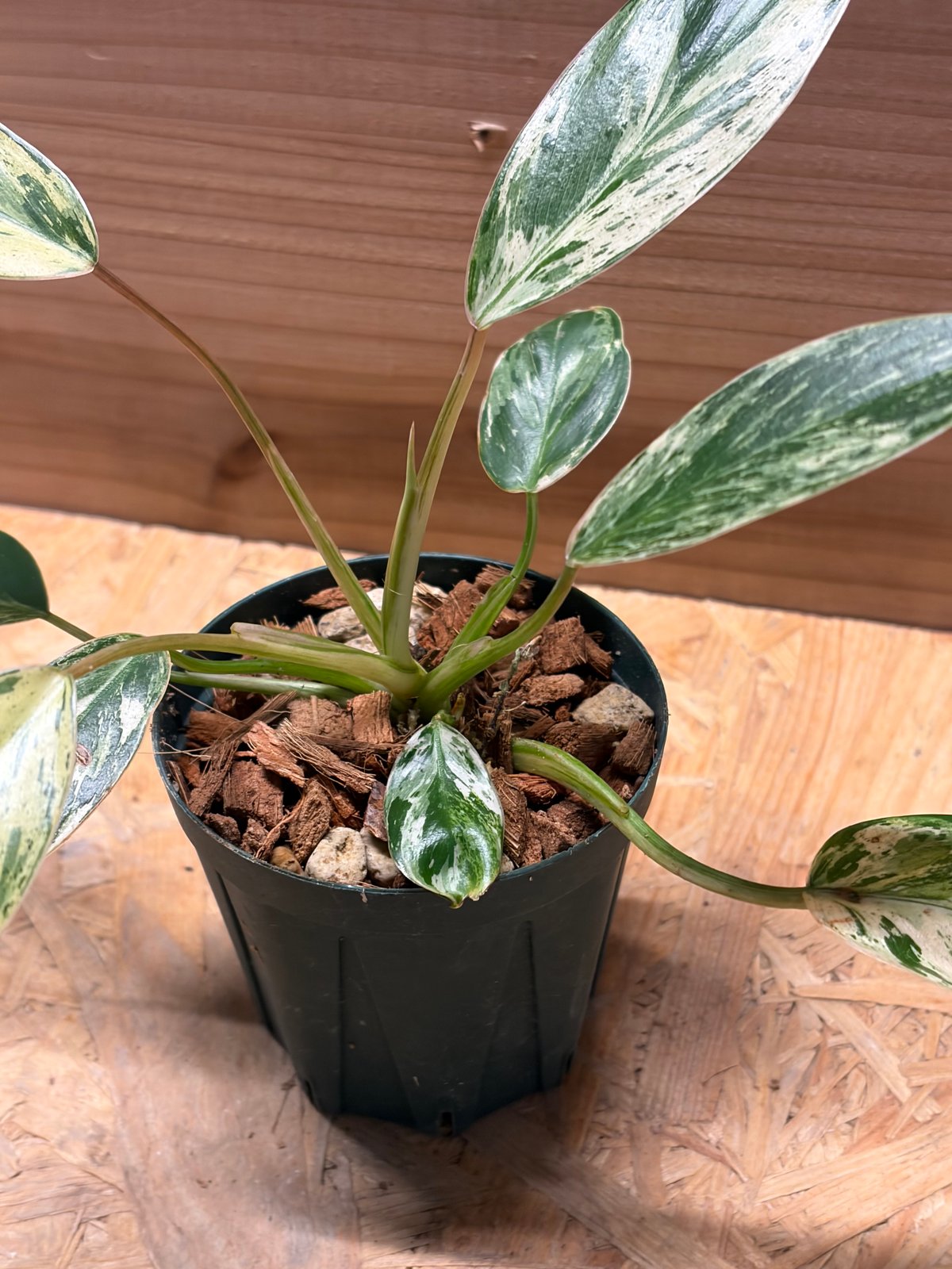 フィロデンドロン 'エメラルドクイーン' 斑入り | GREEN LUCK