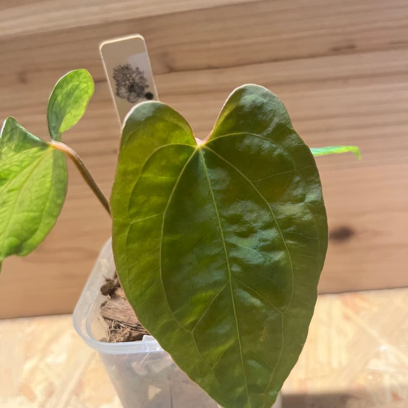 アンスリウム パンプキンスパイス×パピリラミナム ラルフライナム