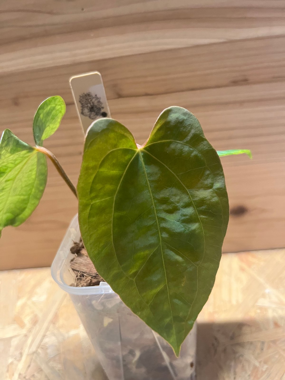 アンスリウム パンプキンスパイス×パピリラミナム ラルフライナム