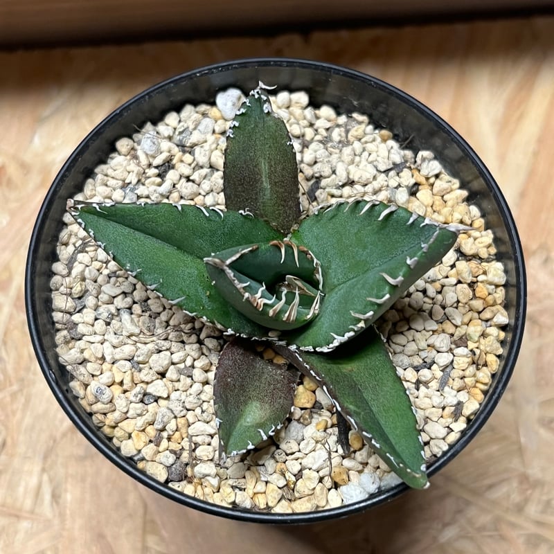 ☆SAD錦☆中斑☆⑥ アガベ チタノタ SAD錦 南アフリカダイヤモンド