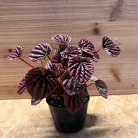 アンスリウム ポーティラエ NSE | GREEN LUCK