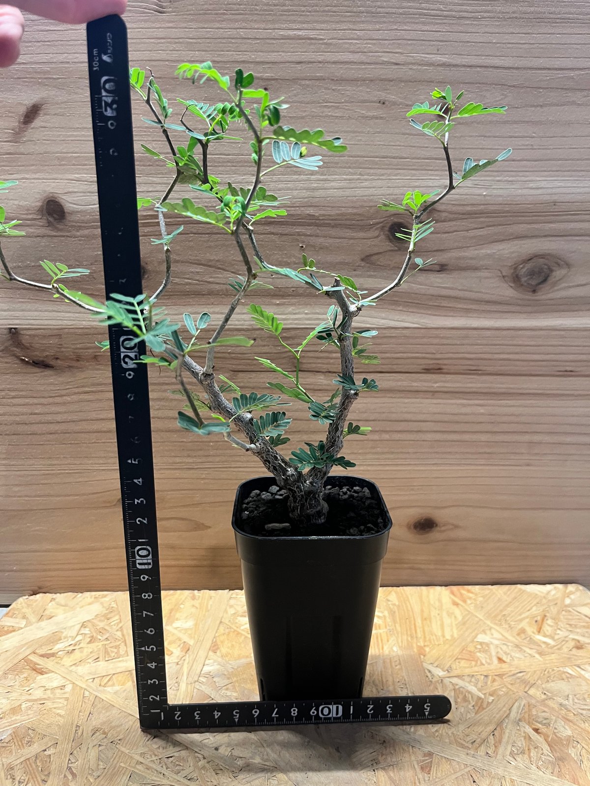 センナ メリディオナリス | GREEN LUCK