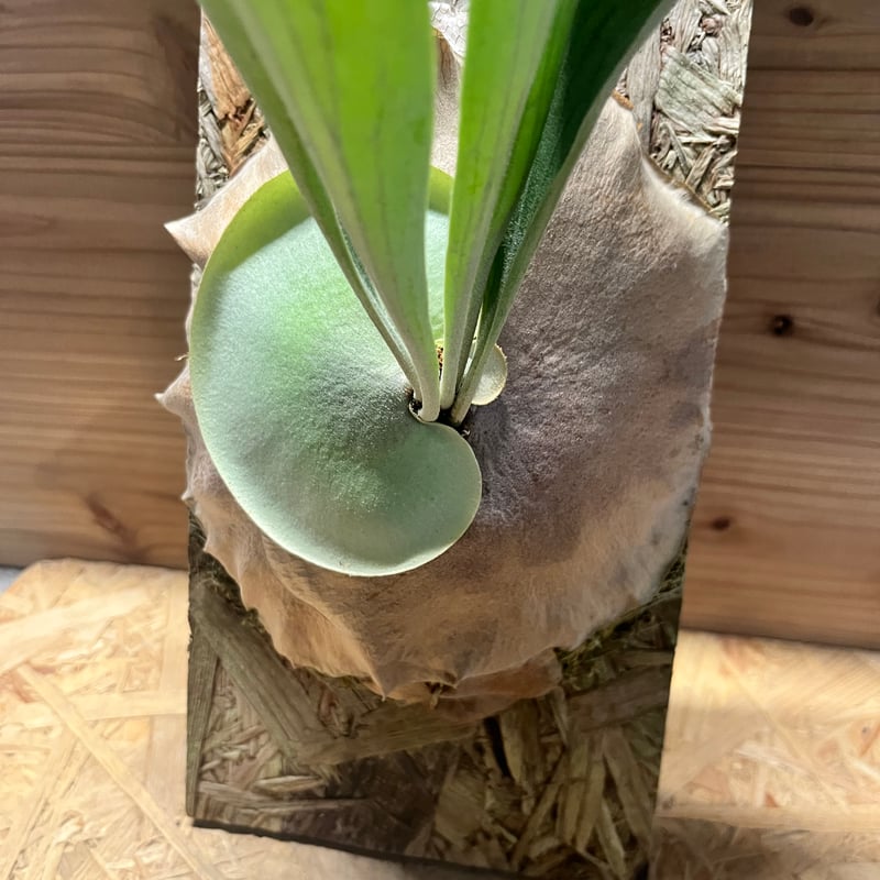 ビカクシダセット17株 ビカクシダ yot's spore #17 | GREEN LUCK