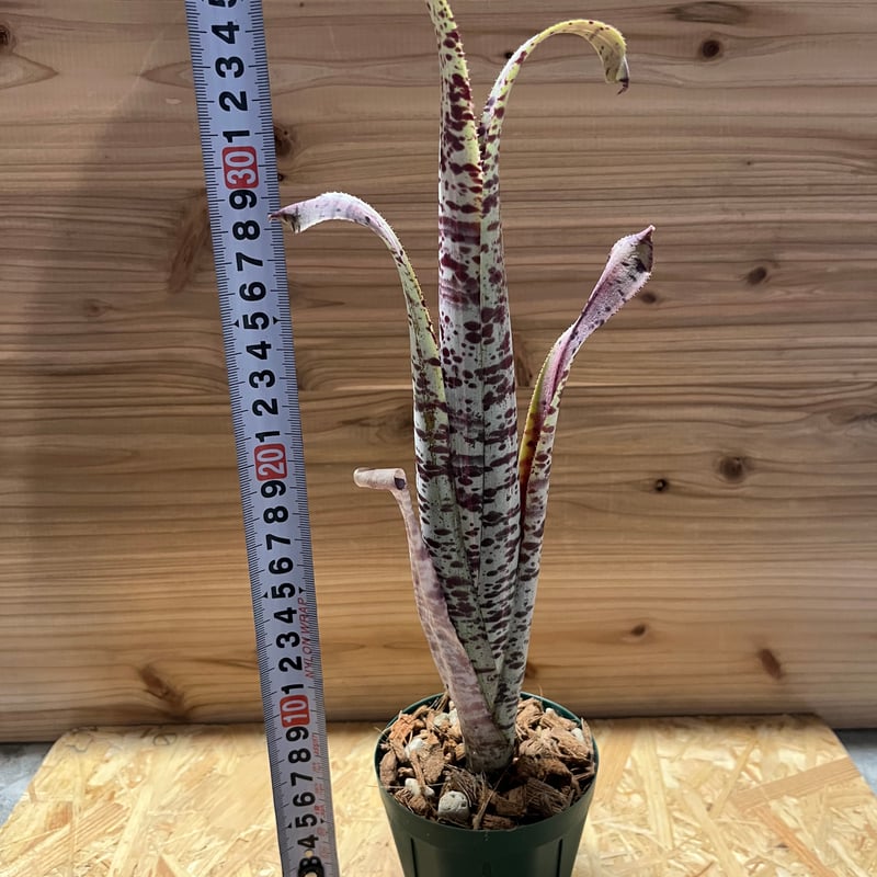 斑入り ケスネリア マルモラータ ラファエルオリヴェイラ fit=scale-down,w=1200