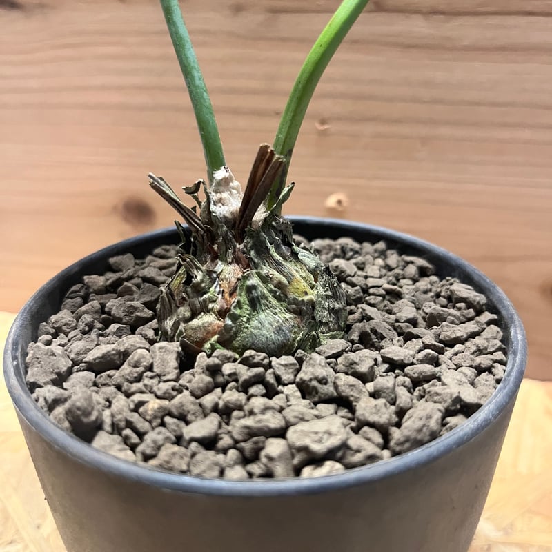 ディオーン　エデュレ3 ディオーン エデュレ | GREEN LUCK