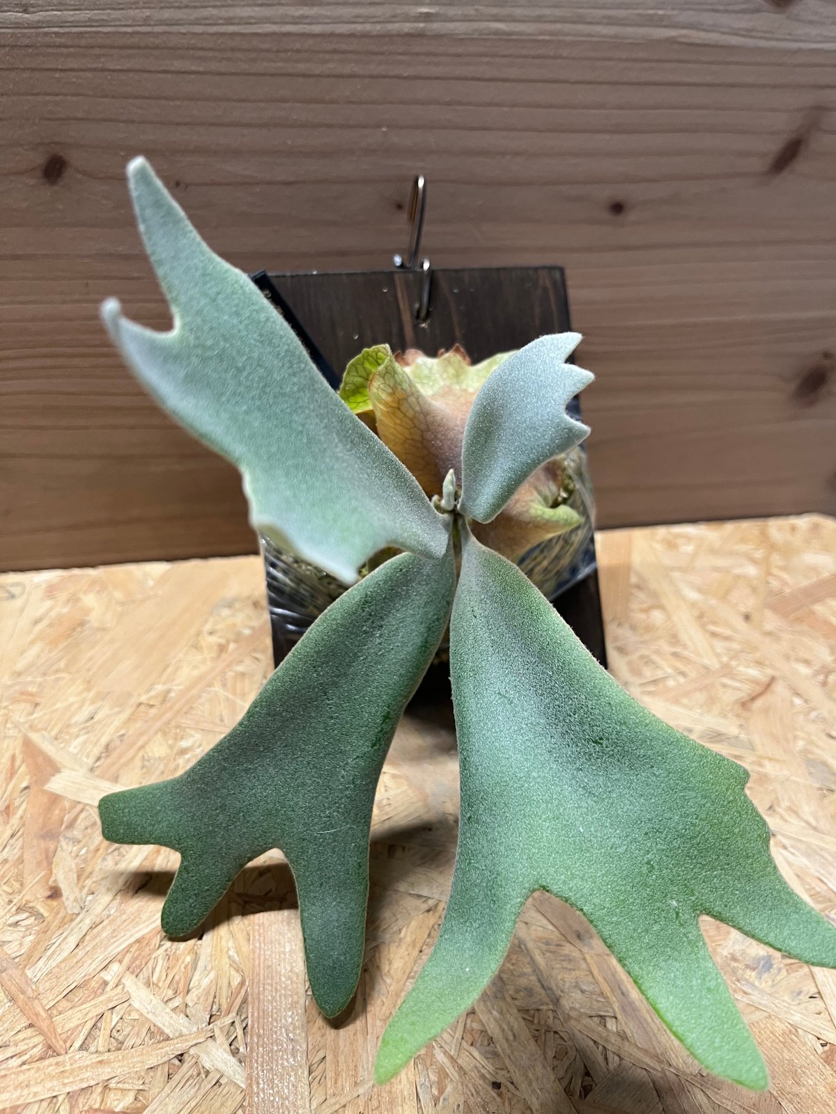 ビカクシダ ウィリンキー リトルクラウン スポアセレクト | GREEN LUCK