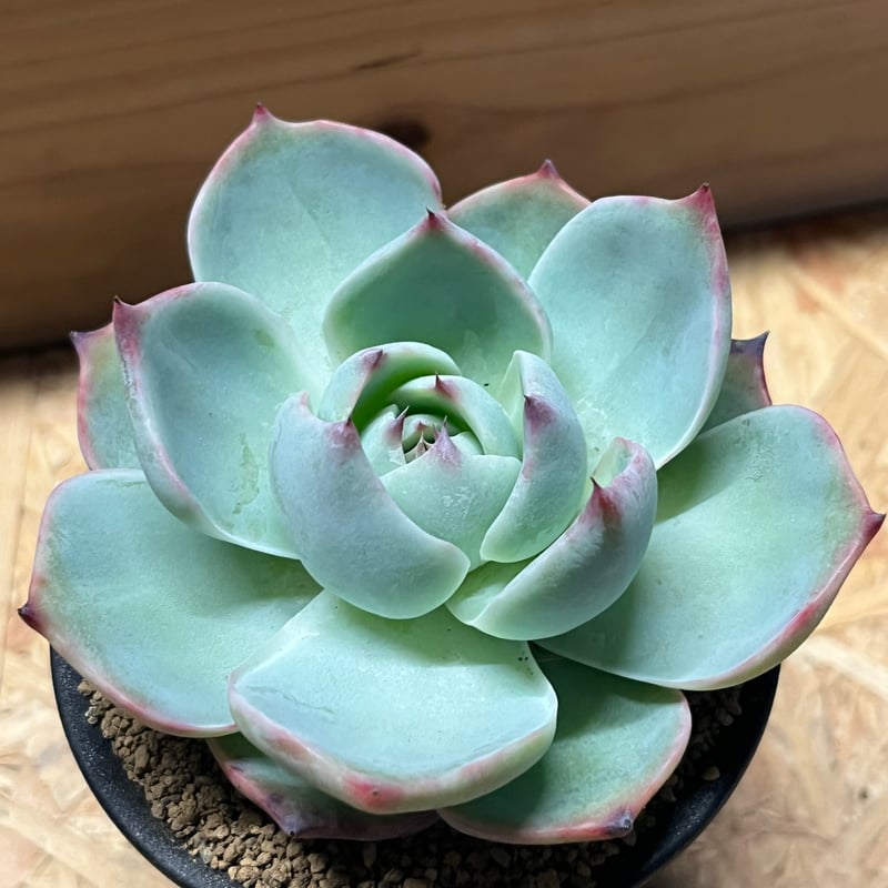 青緑色の多肉植物*9 多肉植物 ロゼット型 緑青色 エケベリアとは