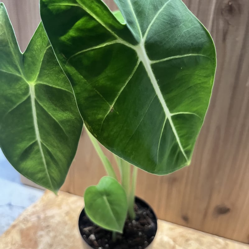 アロカシア グリーンベルベット | GREEN LUCK