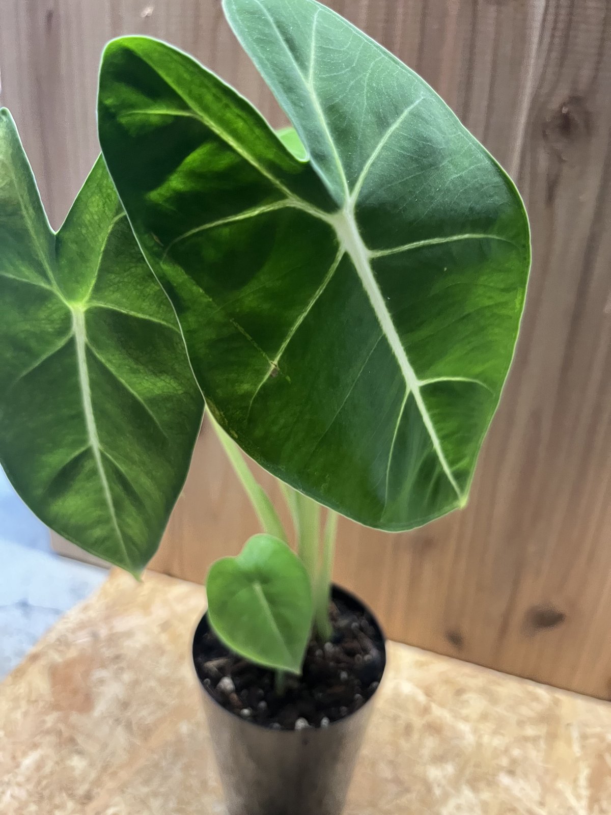 アロカシア グリーンベルベット | GREEN LUCK