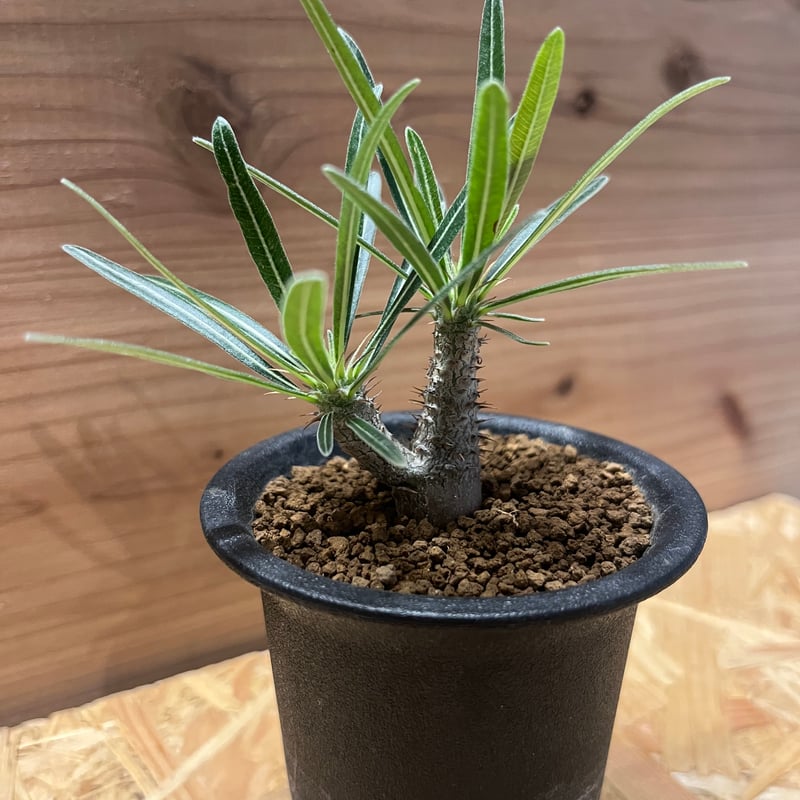 パキポディウム グラキリス 実生 | GREEN LUCK