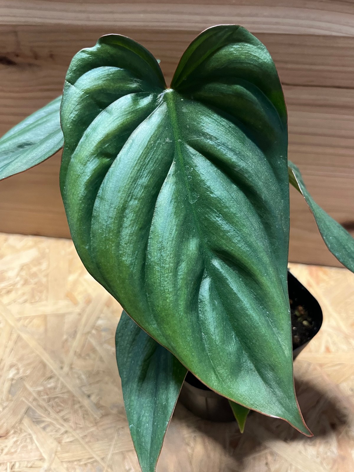 フィロデンドロン sp.コロンビアシルバー | GREEN LUCK