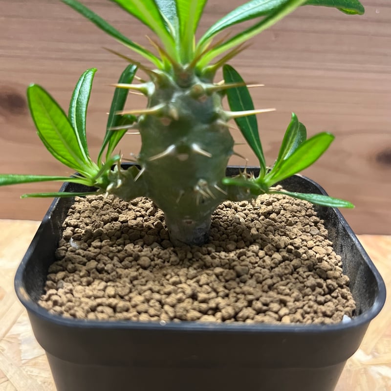 希少 パキポディウム アンボンゲンセ 観葉植物 パキポディウム アンボンゲンセ【615】 | PROTOLEAF プロトリーフ