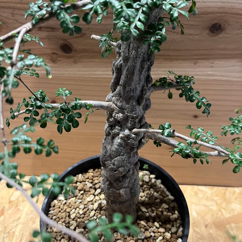 希少　斑入り　オペルクリカリア　デカリー レアなオペルクリカリア・デカリー！ 3種類 - 多肉植物通販
