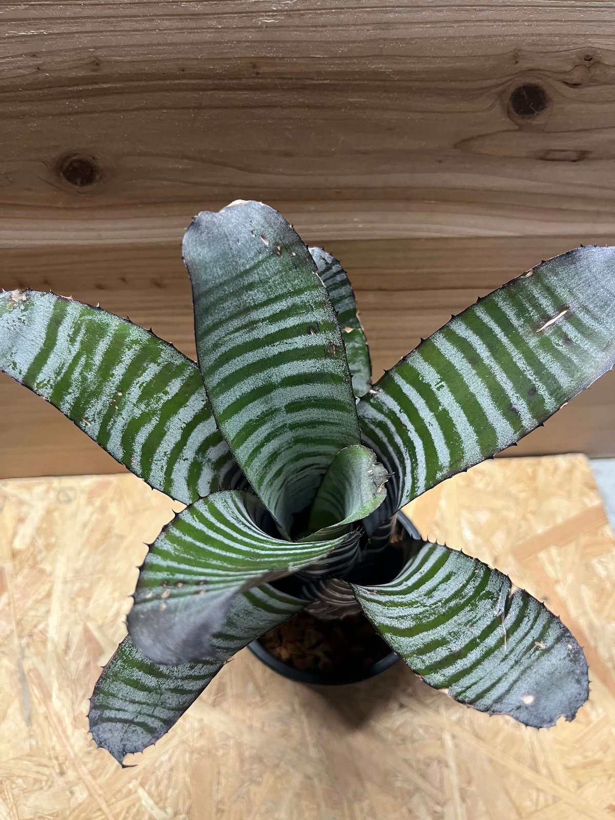 エクメア　チャンティーニ　ハイブリッド　セレクト エクメア チャンティーニ ハイブリッド セレクト