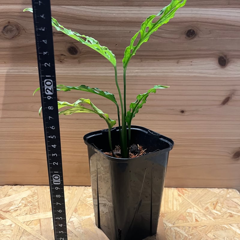 モンステラ オブリクア ペルー | GREEN LUCK