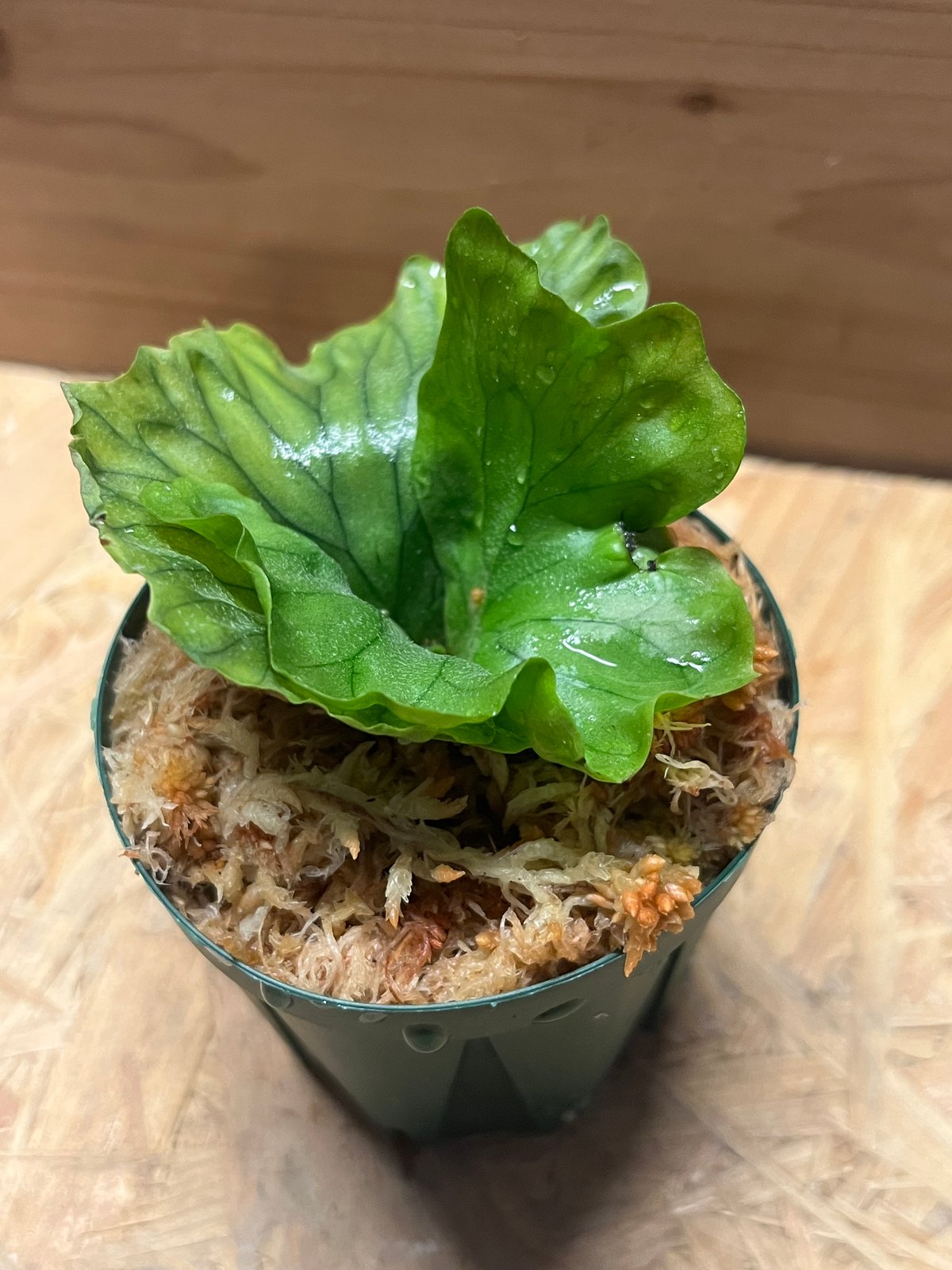 ビカクシダ ワンダエドワーフ コルク付けA ビカクシダ ワンダエ