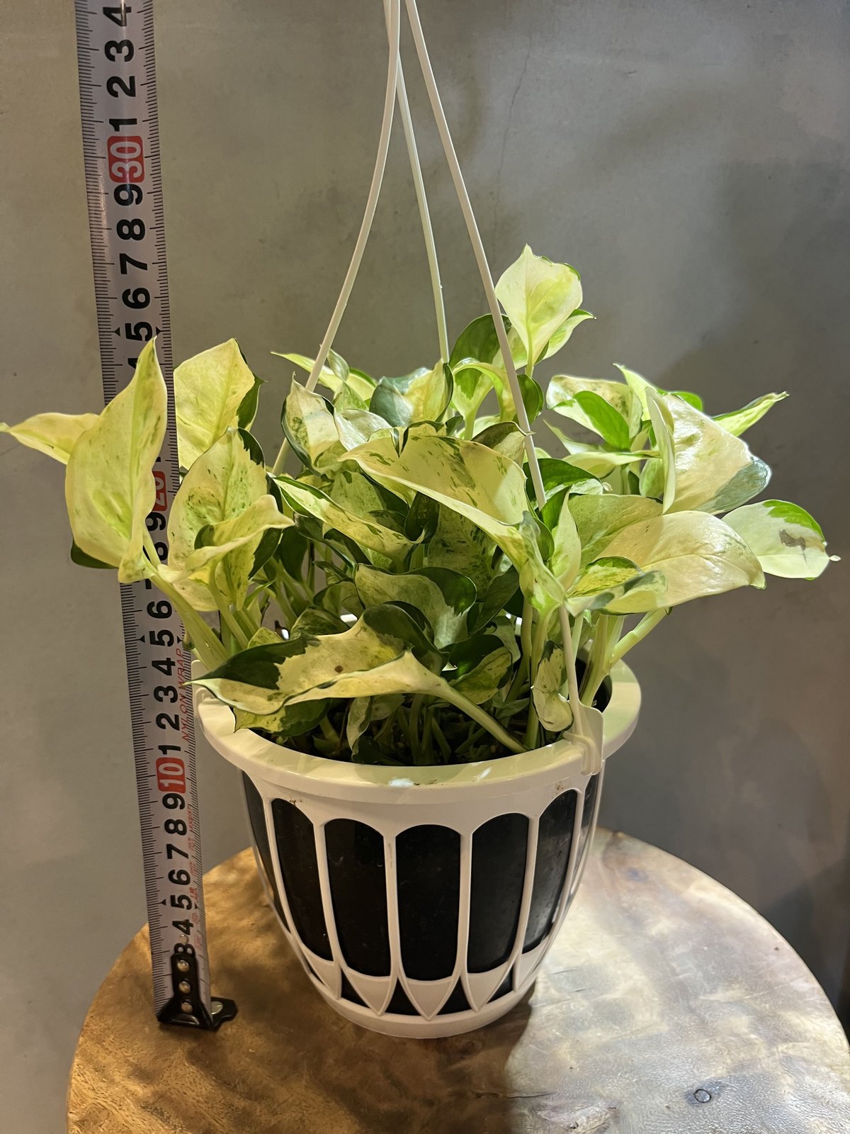 ポトスグローバル  観葉植物 ポトス グローバル 吊り鉢5号 | GREEN LUCK