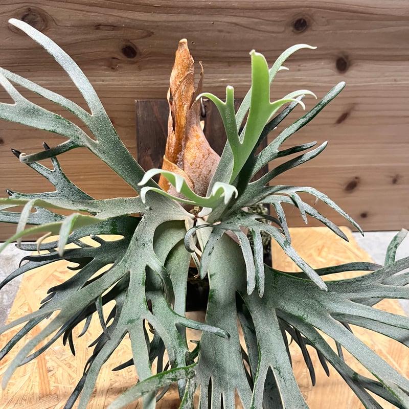 ビカクシダ ジェイドガール spore 9 ビカクシダ ジェイドガール spore 9 ビカクシダ ジェイドガール