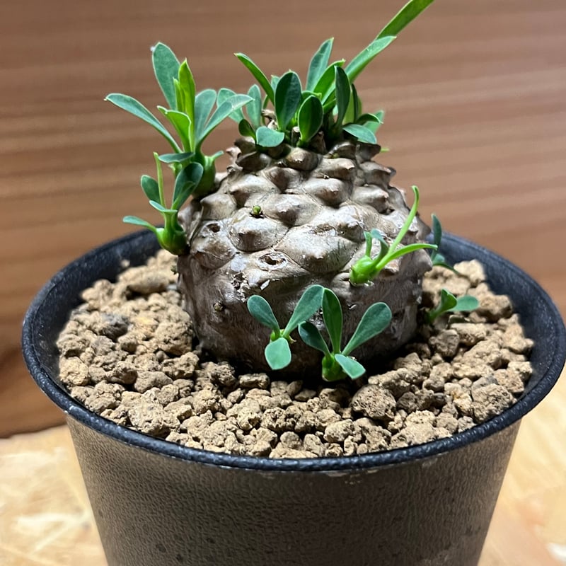 ユーフォルビア　峨眉山(euphorbia japonica) ユーフォルビア 峨眉山 Euphorbia hyb.'cocklebur' 20210815