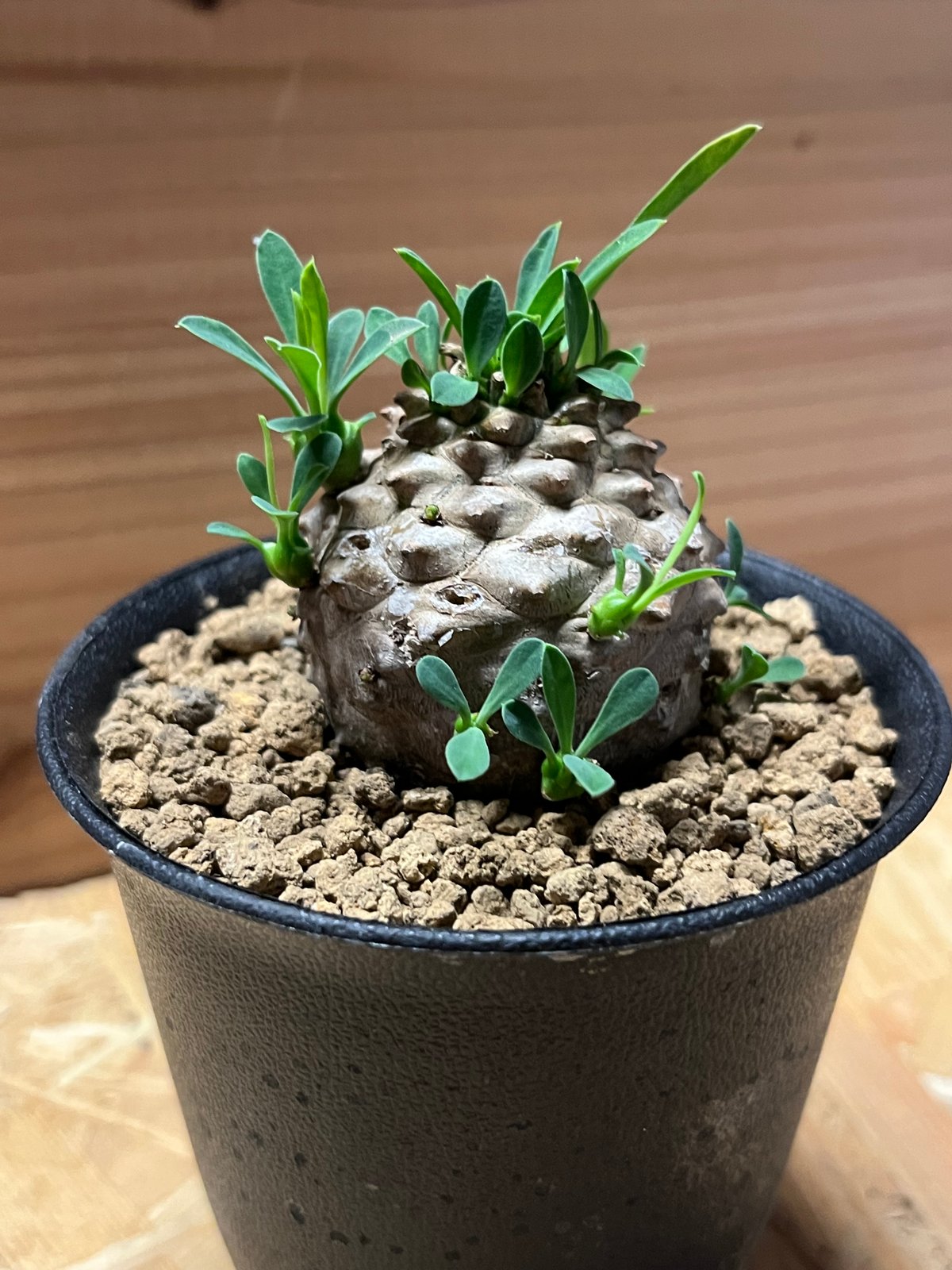 ユーフォルビア　峨眉山(euphorbia japonica) ユーフォルビア 峨眉山／Euphorbia 'Gabisan' no.50910 |