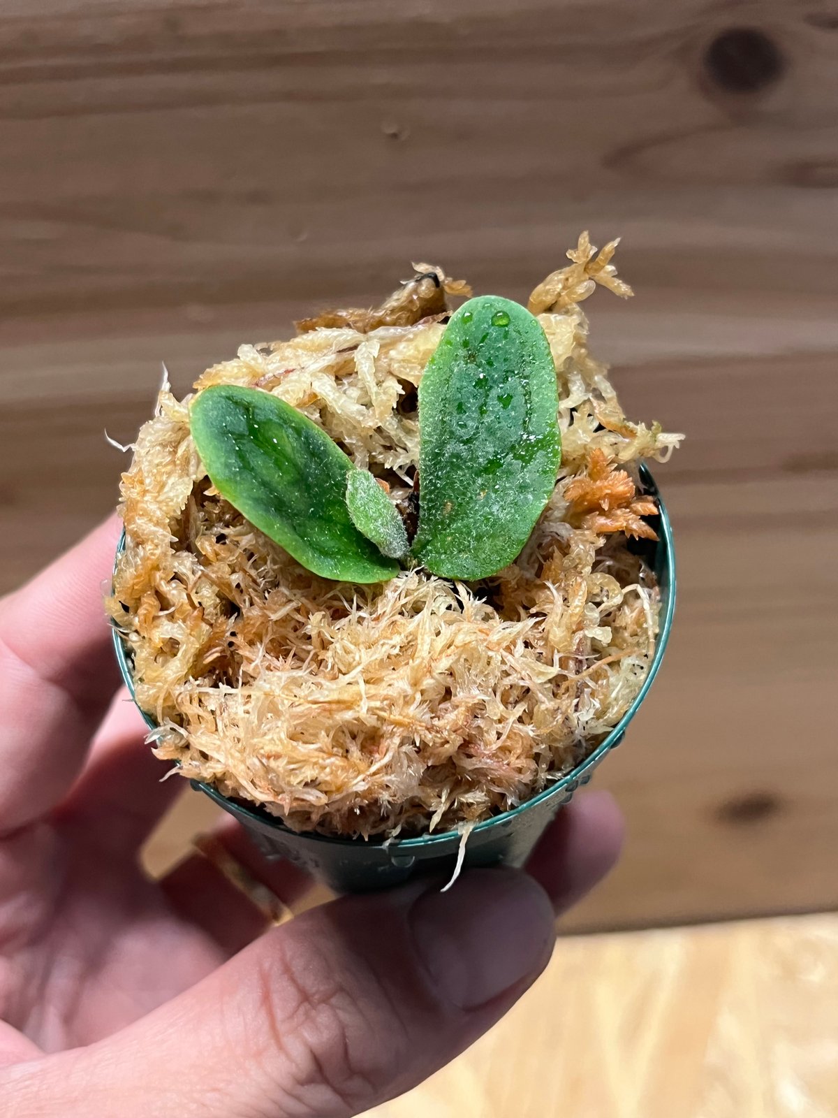 ビカクシダ フィッシュボーン | GREEN LUCK