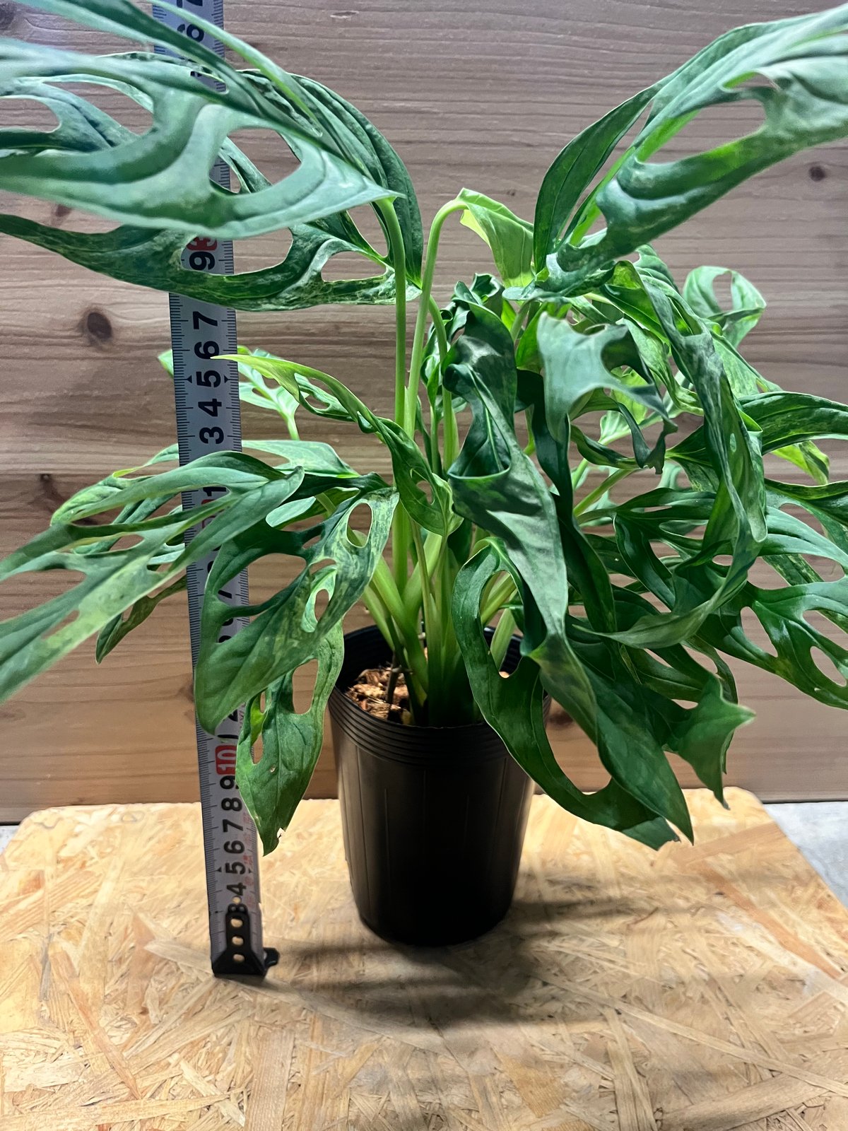 モンステラ アダンソニー ミントバリエガータ | GREEN LUCK