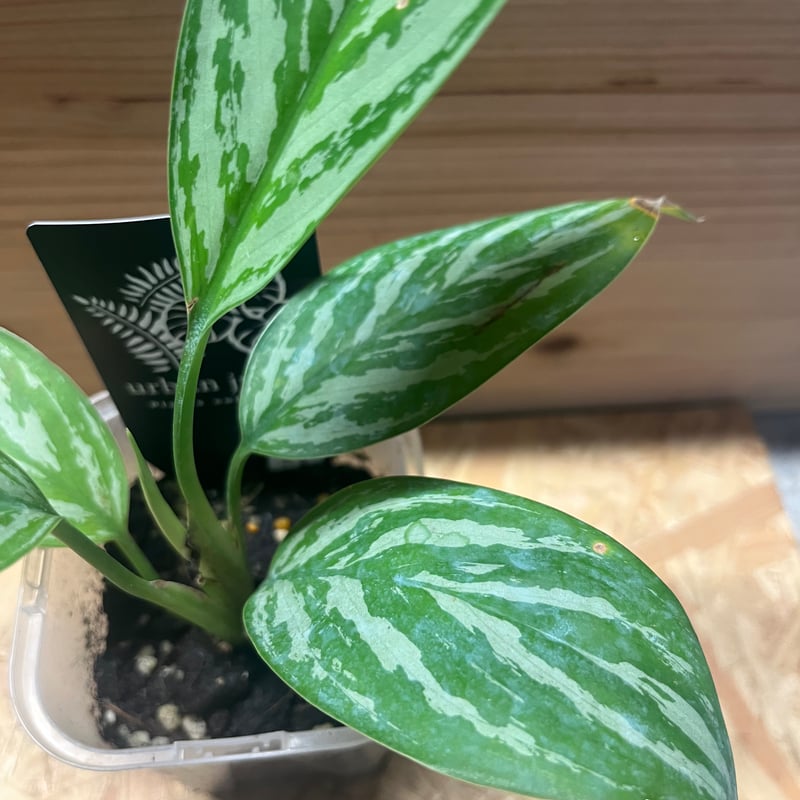 アグラオネマ ニティドゥム カーティシー | GREEN LUCK