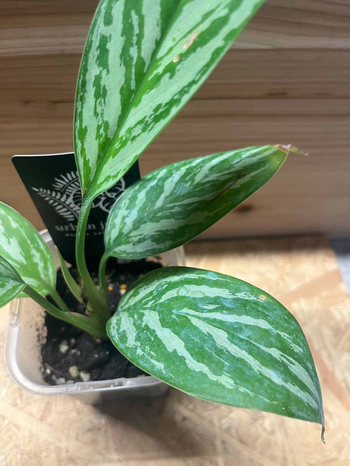 アグラオネマ ニティドゥム カーティシー | GREEN LUCK