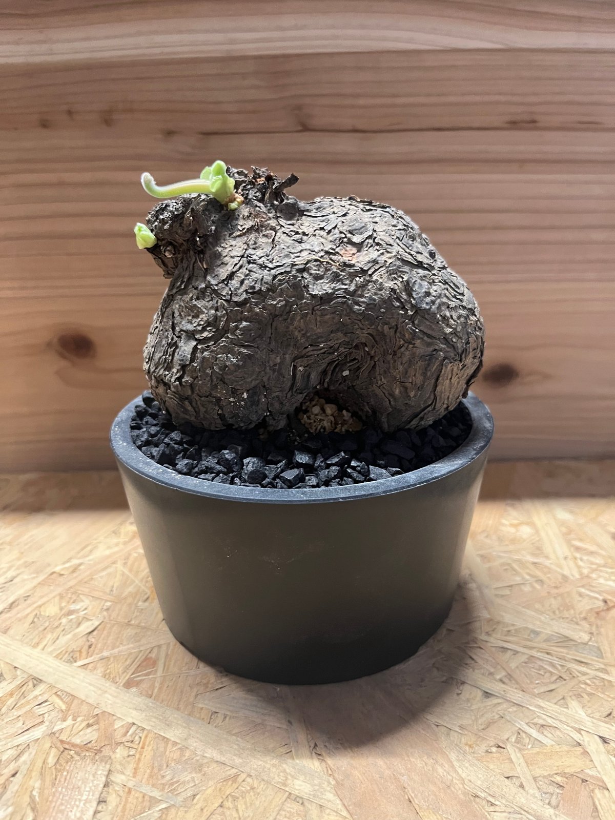 ペラルゴニウム トリステ みやび鉢 発根済み 塊根植物 コーデックス現地株 ペラルゴニウム トリステ 【発根済】HK2402633 | RAFLUM / ラフラム