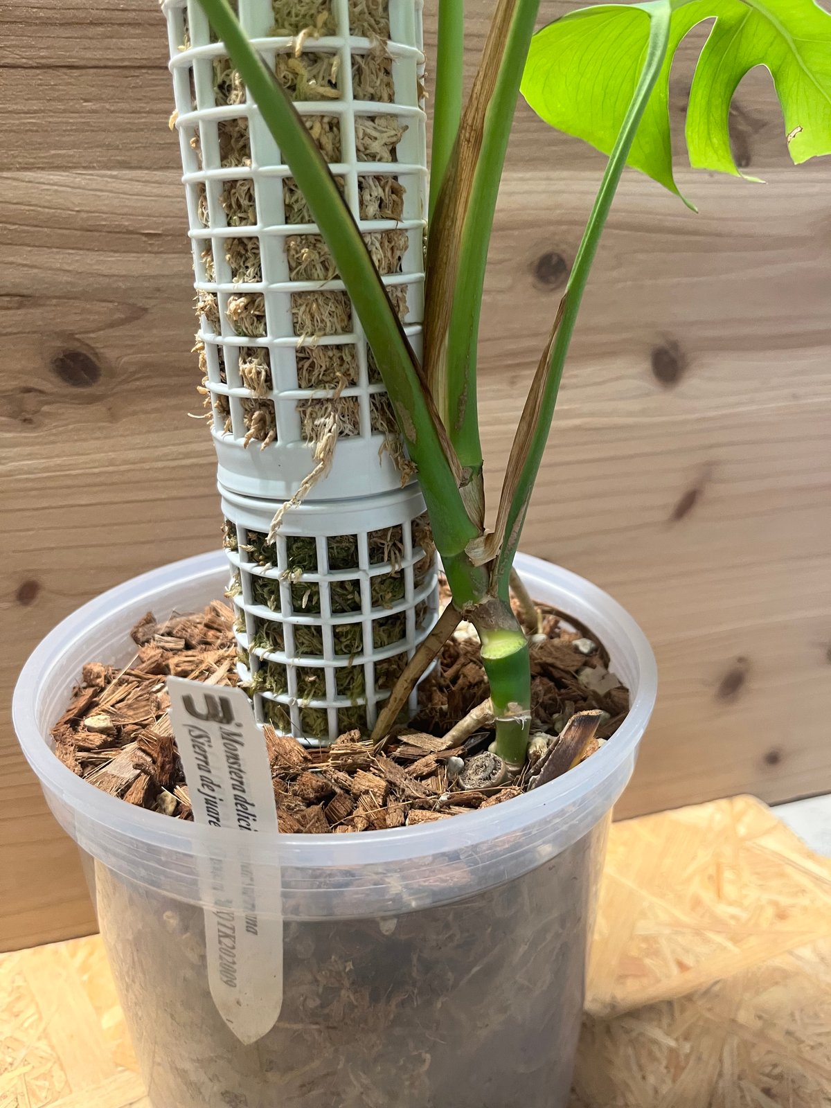 モンステラ デリシオーサvar.シエラナ | GREEN LUCK