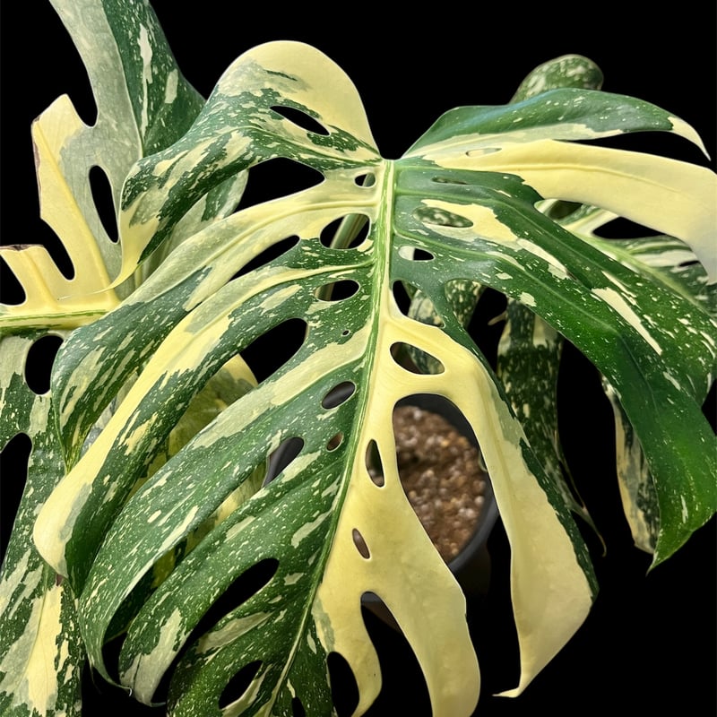モンステラ　デリシオーサ　ミューテーション　大株　実生スペシャルセレクト モンステラ デリシオーサ ミューテーション 大株 実生スペシャル