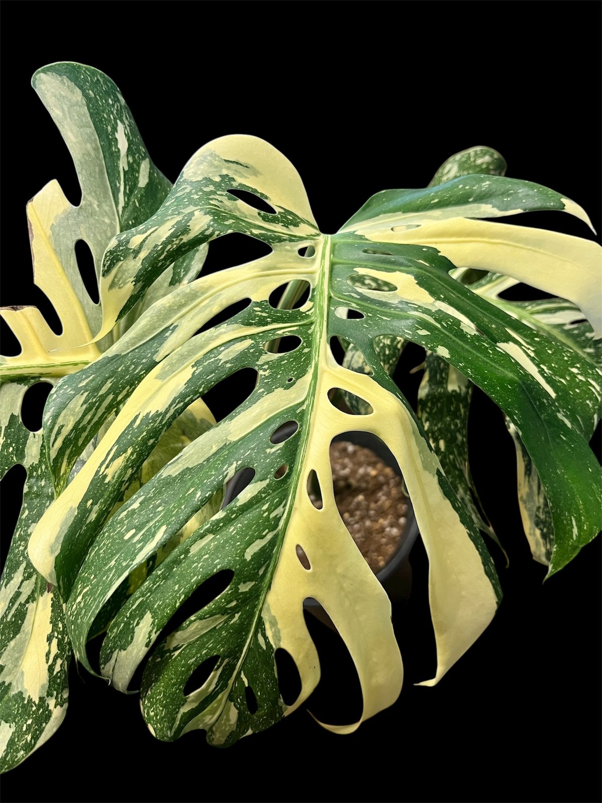 モンステラ デリシオーサ 'タイコンステレーション セレクト' | GREEN LUCK