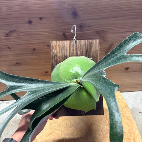 ビカクシダ | STORES