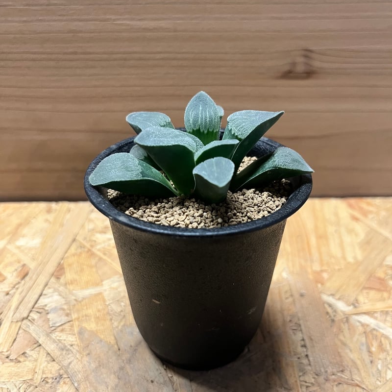 ハオルチア ピグマエア | GREEN LUCK