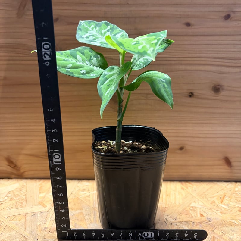 アグラオネマ ピクタム トリカラー | GREEN LUCK