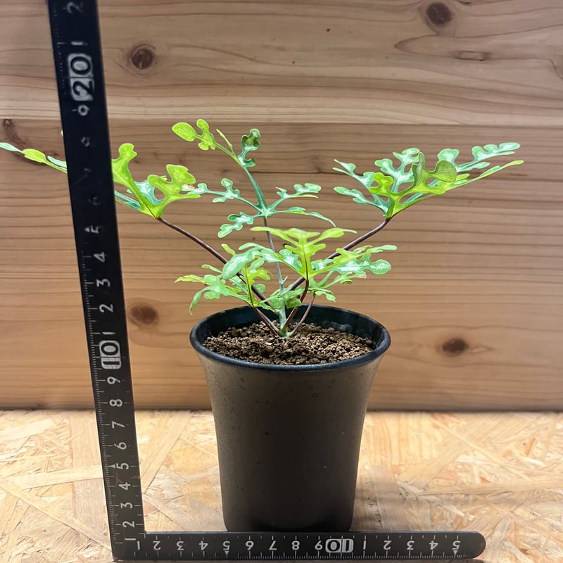 アデニア ペリエリ | GREEN LUCK