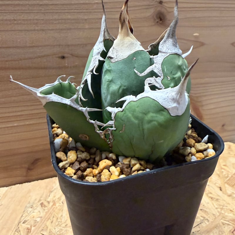 アガベ オテロイ オアハカ | GREEN LUCK