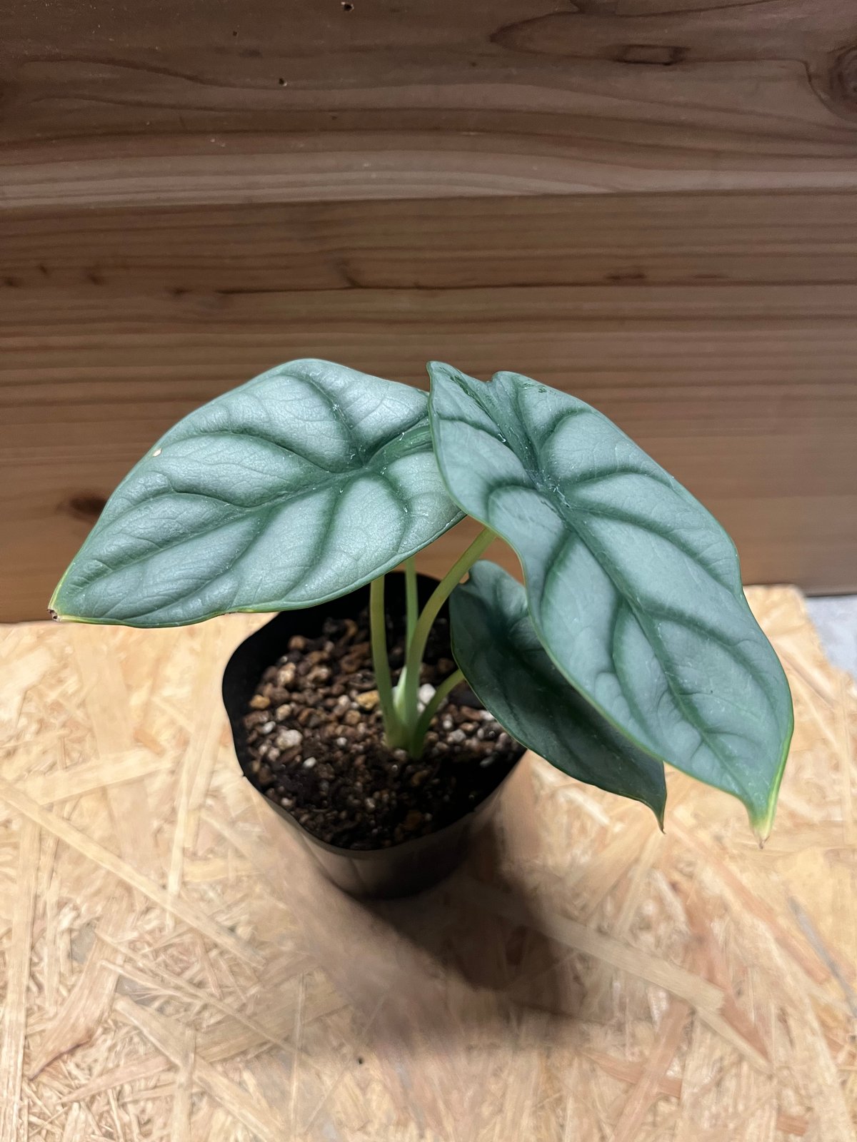 アロカシア シルバードラゴン | GREEN LUCK