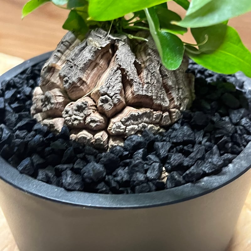 亀甲竜 ディオスコレア エレファンティペス | GREEN LUCK