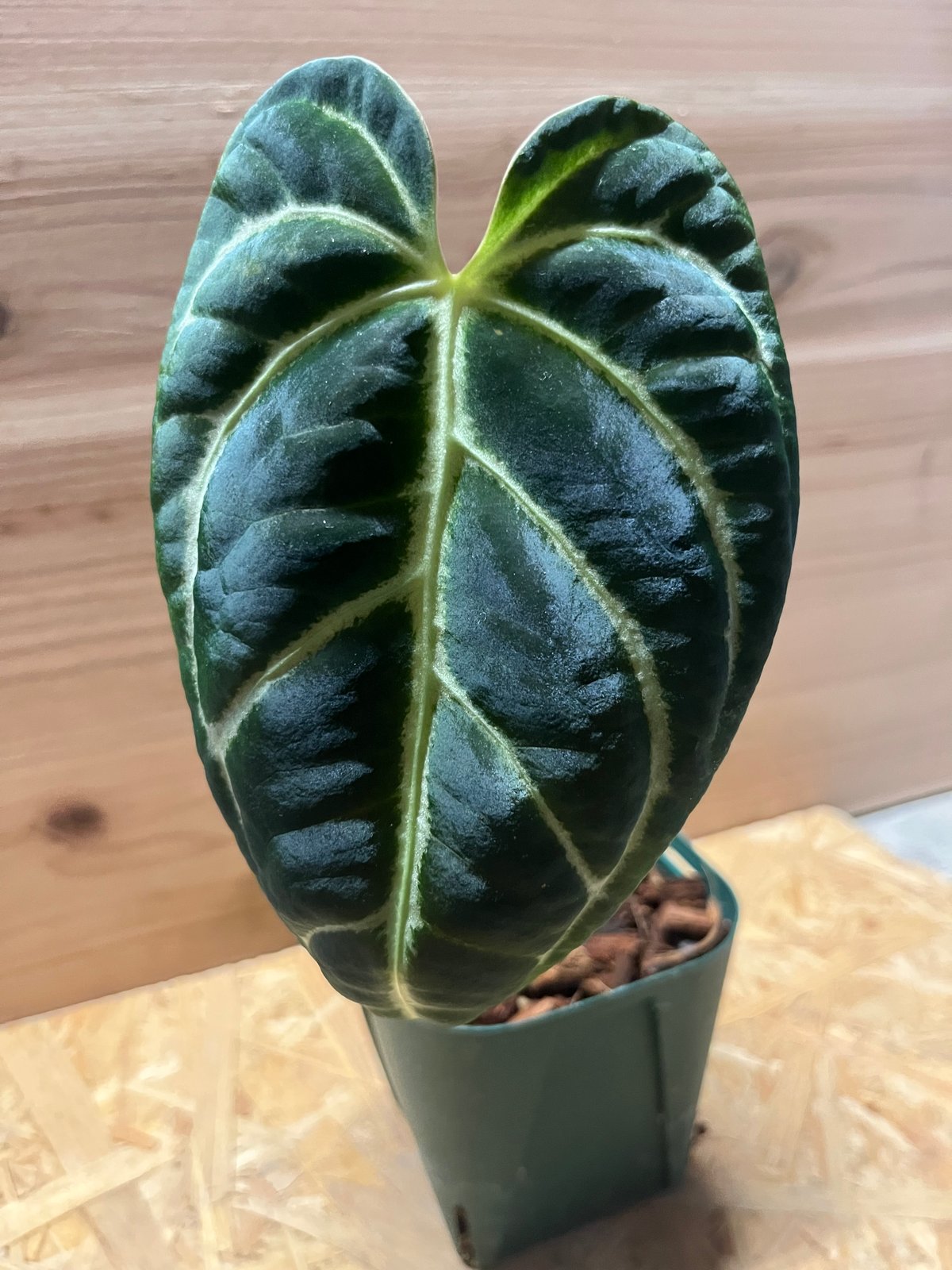 アンスリウム レガレ 葉長33cm レガレの成長がゴイスー('ω') ・ #anthurium #anthuriumregale
